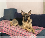 Small German Shepherd Dog