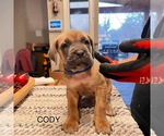 Puppy Cody Cane Corso