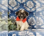 Small Photo #2 Havanese Puppy For Sale in BIRD IN HAND, PA, USA