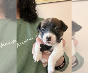 Medium Jack Russell Terrier