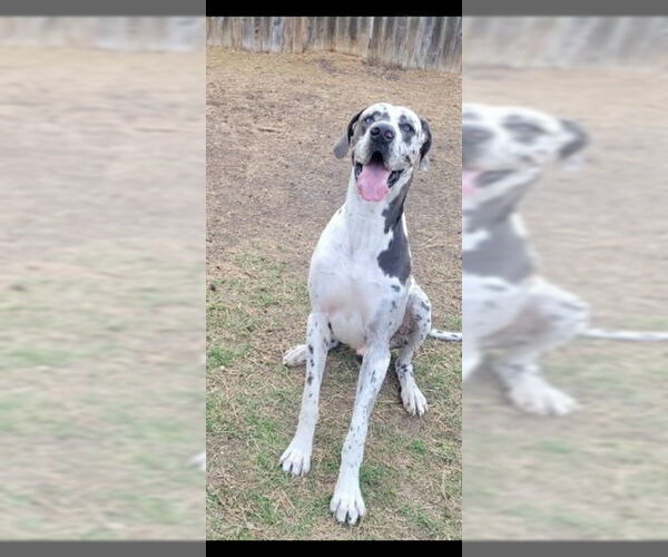 Medium Photo #2 Great Dane Puppy For Sale in Bullard, TX, USA
