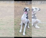 Small #1 Great Dane