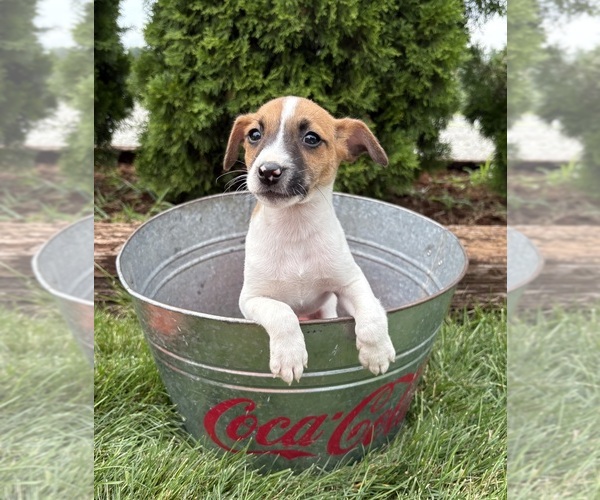 Medium Photo #3 Jack-Rat Terrier Puppy For Sale in MIDDLEBURY, IN, USA
