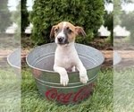 Small #2 Jack-Rat Terrier