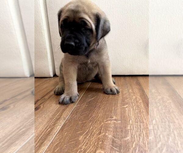 Medium Photo #19 Mastiff Puppy For Sale in CHESAPEAKE, VA, USA