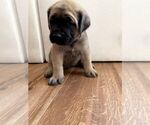 Small #18 Mastiff