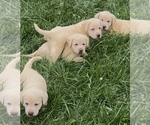 Image preview for Ad Listing. Nickname: AKC Ready to Go