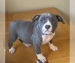 Small Photo #13 American Bully Puppy For Sale in LUBBOCK, TX, USA