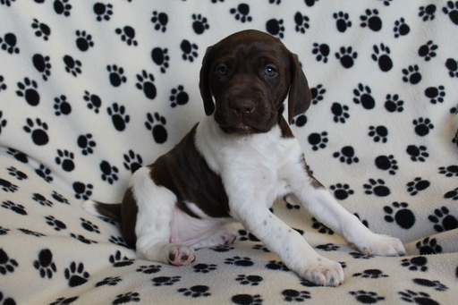 Medium Photo #14 German Shorthaired Pointer Puppy For Sale in BLAINSPORT, PA, USA