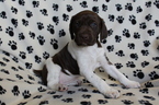 Small Photo #14 German Shorthaired Pointer Puppy For Sale in BLAINSPORT, PA, USA