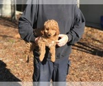 Small Photo #4 Goldendoodle (Miniature) Puppy For Sale in VACAVILLE, CA, USA