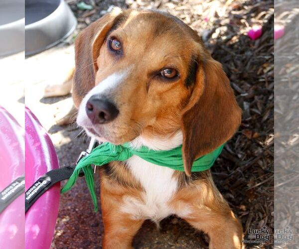 Medium Photo #5 Beagle-Unknown Mix Puppy For Sale in Washington, DC, USA