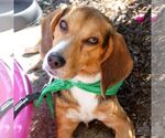 Small #4 Beagle Mix