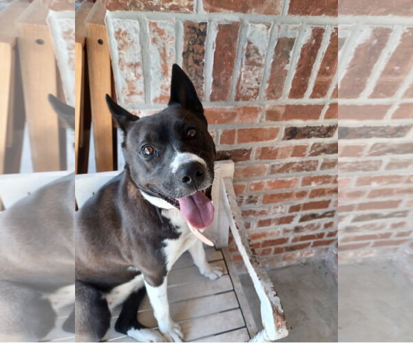 Medium Photo #1 American Pit Bull Terrier-Siberian Husky Mix Puppy For Sale in Oakhurst, NJ, USA