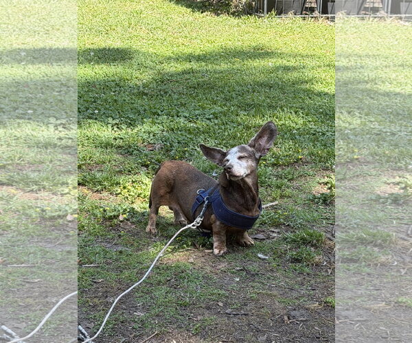 Medium Photo #3 Dachshund Puppy For Sale in Mount Pleasant, SC, USA
