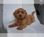 Small Photo #7 Cocker Spaniel-Poodle (Miniature) Mix Puppy For Sale in SALEM, MO, USA