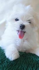 Maltese Puppy for sale in SILVER SPRING, MD, USA