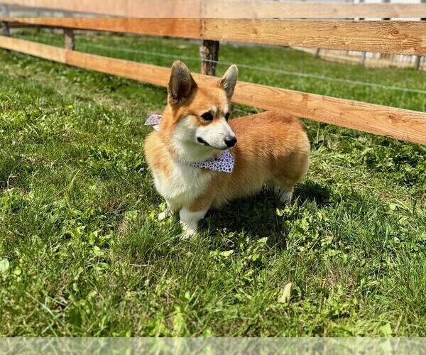 Medium Photo #4 Pembroke Welsh Corgi Puppy For Sale in COBLESKILL, NY, USA