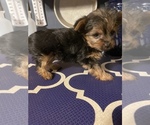 Small Photo #7 Yorkshire Terrier Puppy For Sale in NASHVILLE, IN, USA