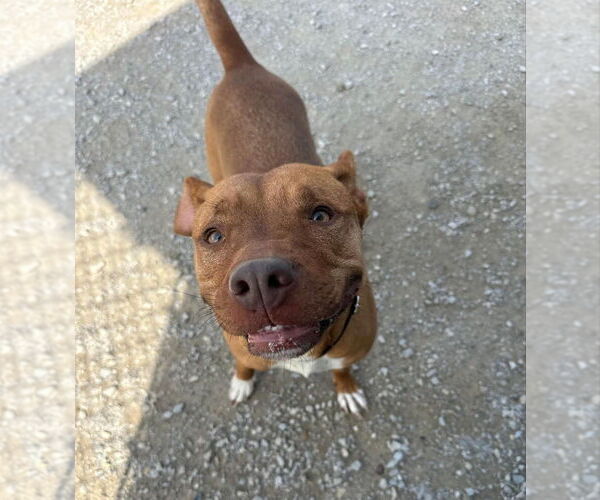 Medium Photo #6 American Pit Bull Terrier Puppy For Sale in Evansville, IN, USA