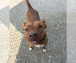 Small #5 American Pit Bull Terrier