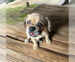 Small #1 Brussels Griffon