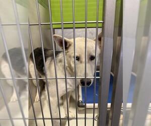- Mix Dogs for adoption in Bakersfield, CA, USA
