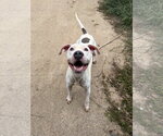 Small #1 Staffordshire Bull Terrier Mix