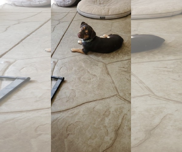 Medium Photo #4 Daug Puppy For Sale in Escondido, CA, USA