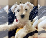 Small #4 Schnauzer (Miniature)