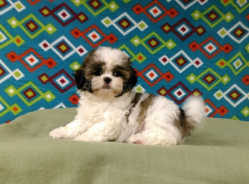 Medium Photo #1 Shih Tzu Puppy For Sale in NORTH, NC, USA