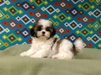 Small Photo #1 Shih Tzu Puppy For Sale in NORTH, NC, USA