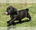 Small #13 Dachsador