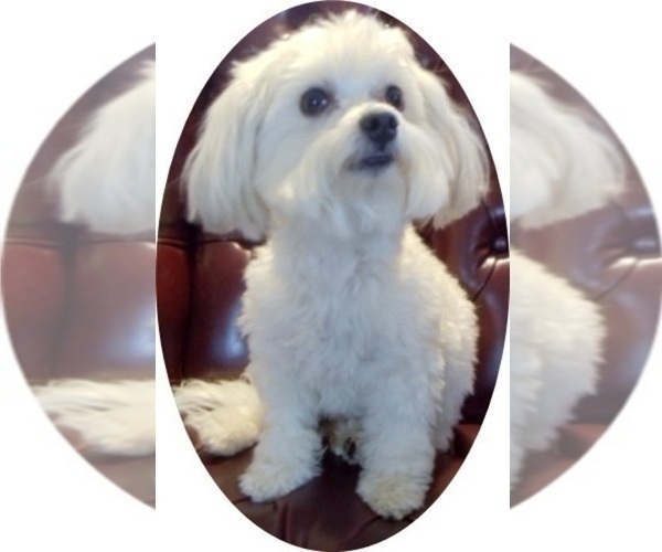Medium Photo #1 Havachon Puppy For Sale in WINSTON SALEM, NC, USA