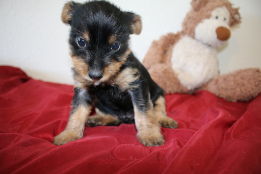 Medium Photo #1 Chorkie Puppy For Sale in SAN ANTONIO, TX, USA