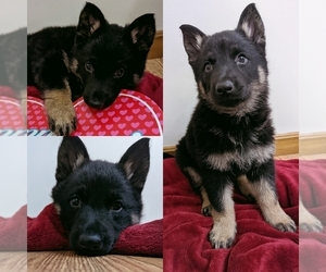 German Shepherd Dog Puppy for sale in ATWATER, OH, USA