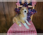 Small Photo #29 Bernedoodle (Miniature) Puppy For Sale in BLACK FOREST, CO, USA