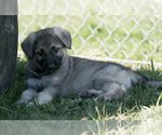 Small Photo #18 German Shepherd Dog Puppy For Sale in PALERMO, CA, USA
