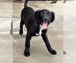 Small #4 Australian Terrier Mix