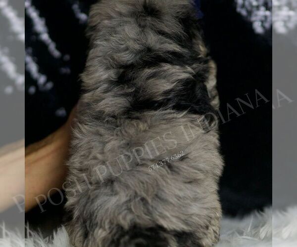 Medium Photo #5 Maltipoo Puppy For Sale in WARSAW, IN, USA