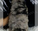 Small #4 Maltipoo