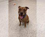 Small American Pit Bull Terrier