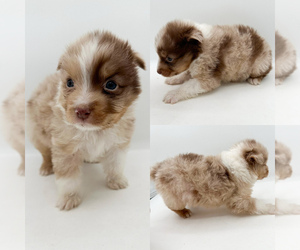 Australian Shepherd Puppy for sale in BROOKER, FL, USA