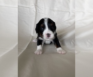 Medium Miniature Bernedoodle