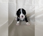 Puppy 5 Miniature Bernedoodle