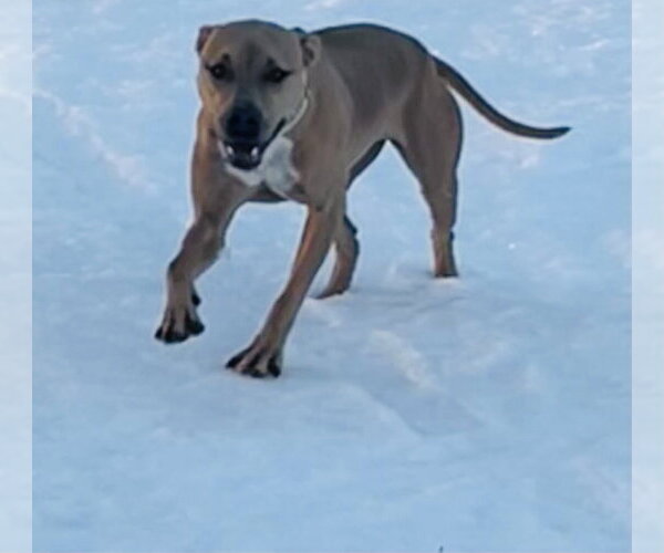 Medium Photo #4 American Bulldog-Unknown Mix Puppy For Sale in Princeton, MN, USA