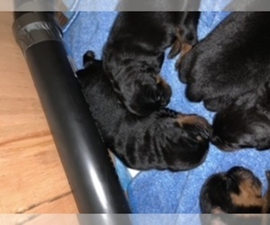Rottweiler Puppy for sale in FAIRBANKS, AK, USA