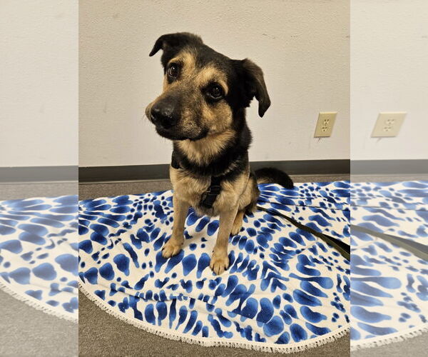 Medium Photo #4 Mutt Puppy For Sale in Euless, TX, USA