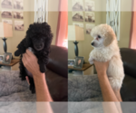 Small Poodle (Toy)
