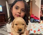 Small Photo #2 Golden Retriever Puppy For Sale in FRESNO, CA, USA